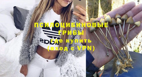 прущие грибы Абинск