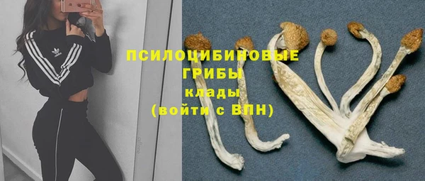 прущие грибы Абинск